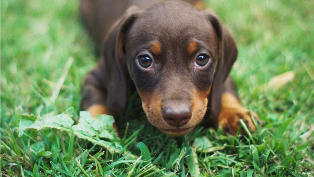 高齢者のペット問題における犬の写真
