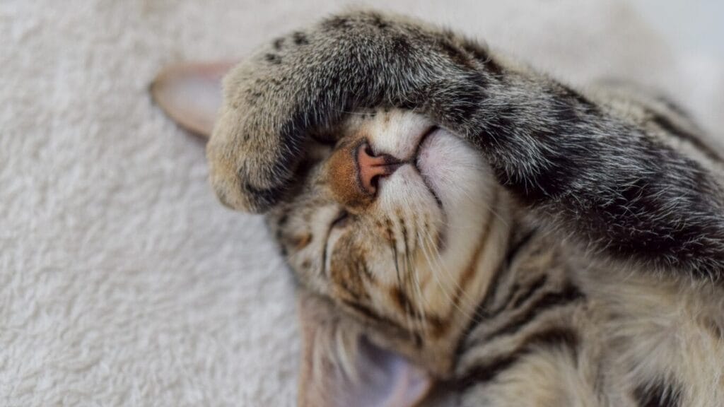 高齢者のペット問題におけるネコの写真