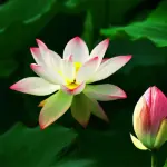 仏教における蓮の花