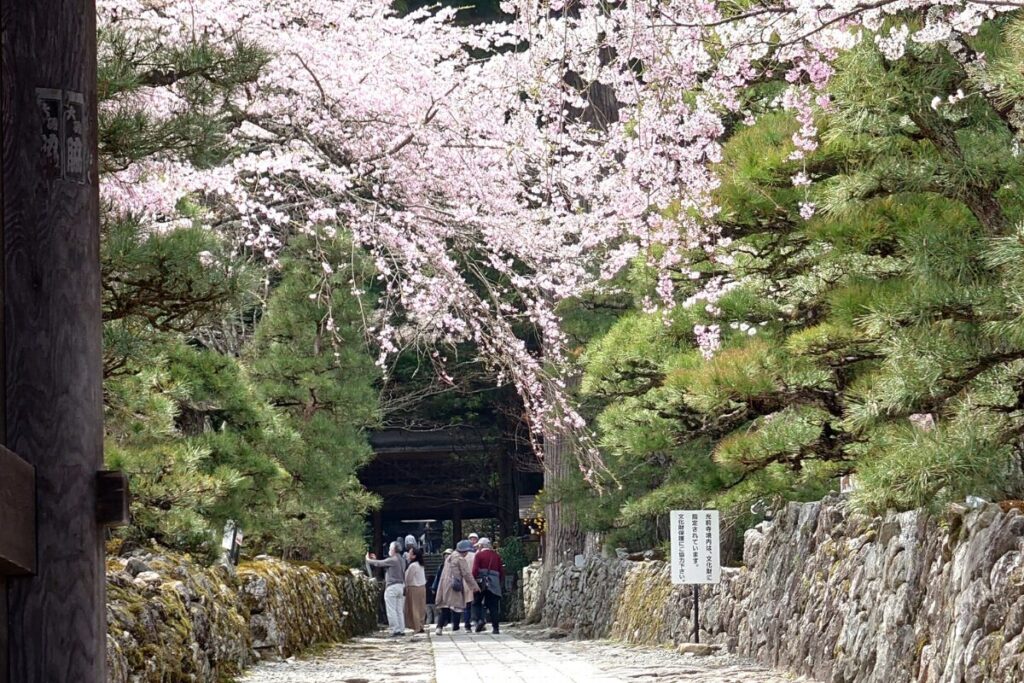 駒ヶ根市の光前寺の桜